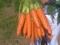 Абако F1, семена  моркови (Seminis / Семинис) - фото 4533