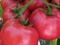 Мей Шуай F1, семена томата индетерминантный (Seminis / Семинис) 8456799 - фото 4543