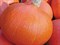 Оранж Саммер F1, семена тыквы (Enza Zaden / Энза Заден) - фото 4667