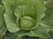 Грин Флеш F1, семена капусты белокочанной (Seminis / Семинис) - фото 4746