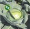 Мензания F1, семена капусты белокочанной (Seminis / Семинис) - фото 4765