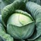Аммон F1, семена капусты белокочанной (Seminis / Семинис) 9609891 - фото 4773