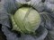 Арривист F1, семена капусты белокочанной (Seminis / Семинис) - фото 4775