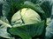 Фьюрис F1, семена капусты белокочанной (Seminis / Семинис) - фото 4783