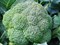 Айронмен F1, семена капусты брокколи (Seminis / Семинис) - фото 4790