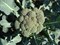Лорд F1, семена капусты брокколи (Seminis / Семинис) - фото 4791