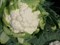СВ 5818 АЦ F1, семена капусты цветной (Seminis / Семинис) - фото 4794