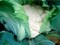 Абени F1, семена капусты цветной  (Seminis / Семинис) - фото 4795