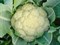 Фридом F1, семена цветной капусты (Seminis / Семинис) - фото 4801