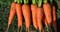 СВ 7381 F1, семена моркови (Seminis / Семинис) - фото 4830