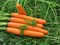 Ройал Форто, семена моркови  (Seminis / Семинис) 9350853 - фото 4848