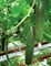 Гефест F1, семена огурца партенокарп. (Seminis / Семинис) - фото 4866