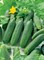 Корентин F1, семена огурца партенокарпик (Seminis / Семинис) 8854087 - фото 4875