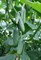 Корентин F1, семена огурца партенокарпик (Seminis / Семинис) - фото 4877