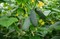 Маринда F1, семена огурца партенокарп. (Seminis / Семинис) - фото 4890