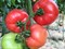Компак F1, семена томата индетерминантный (Seminis / Семинис) - фото 4952