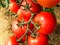 Энигма F1, семена томата индетерминантный (Seminis / Семинис) - фото 4973