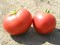 Элегро F1, семена томата детерминантный (Seminis / Семинис) - фото 5022