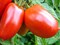 Яки F1, семена томата детерминантный (Seminis / Семинис) 9464093 - фото 5025