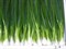 Эверест F1, семена лука на зелень (Wing Sаeed  / Винг Сидс ) - фото 5066