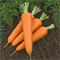 Канада F1, семена моркови (Bejo / Бейо) - фото 5095