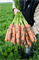 Балтимор F1, семена моркови (Bejo / Бейо) - фото 5102