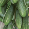 Алекс F1, семена огурца партенокарпического (Bejo / Бейо) 9463516 - фото 5110