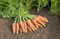Купар F1, семена моркови (Bejo / Бейо) - фото 5123