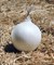 Айсперл F1, семена лука репчатого (Bejo / Бейо) - фото 5232