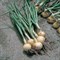 Свифт, семена лука репчатого (Bejo / Бейо) - фото 5235