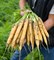 Мелло Йело F1, семена моркови (Bejo / Бейо) - фото 5240