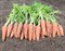 Кантербюри F1, семена моркови (Bejo / Бейо) - фото 5245