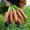 Кардифф F1, семена моркови (Bejo / Бейо) - фото 5246