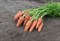 Кюрасао F1, семена моркови (Bejo / Бейо) - фото 5250