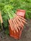 Ибица F1, семена моркови (Bejo / Бейо) - фото 5251