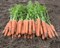 Навара F1, семена моркови (Bejo / Бейо) - фото 5256