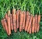 Норволк F1, семена моркови (Bejo / Бейо) - фото 5264