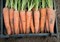Камаран F1, семена моркови (Bejo / Бейо) - фото 5266