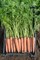 Бермуда F1, семена моркови (Bejo / Бейо) - фото 5283