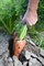 Навал F1, семена моркови (Bejo / Бейо) - фото 5284