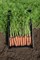 Нарбонне F1, семена моркови (Bejo / Бейо) - фото 5285