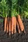 Намур F1, семена моркови (Bejo / Бейо) - фото 5286