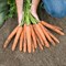 Найджел F1, семена моркови (Bejo / Бейо) - фото 5290
