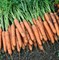 Наполи F1, семена моркови (Bejo / Бейо) - фото 5293
