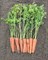 Нирим F1, семена моркови (Bejo / Бейо) - фото 5295