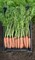 Неликс F1, семена моркови (Bejo / Бейо) - фото 5297