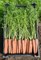 Ньюхолл F1, семена моркови (Bejo / Бейо) - фото 5303