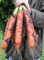 Самсон, семена моркови (Bejo / Бейо) - фото 5307
