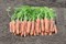 Ромоса, семена моркови (Bejo / Бейо) - фото 5308