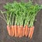 Вита Лонга, семена моркови (Bejo / Бейо) - фото 5310